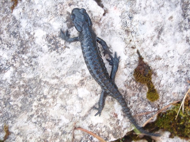 salamandra atra